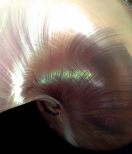 PERLMUTT | PURE BLOG